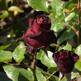 Black Baccara Hybrid Tea Rose (Rosa Black Baccara) 2